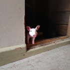 Grisen står i en dörröppning.