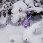 Kaninen sitter vid en snötäckt buske.