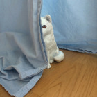 Fjällräven som gömmer sig.