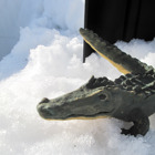 Krokodilen i snö.
