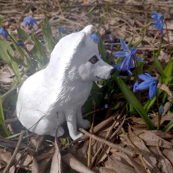 Fjällräven som luktar på blommor.