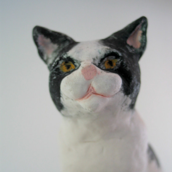 Närbild på katten.