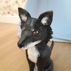 Närbild på hunden.