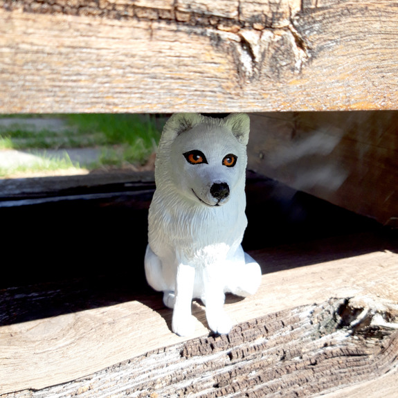 Fjällräven gömmer sig.