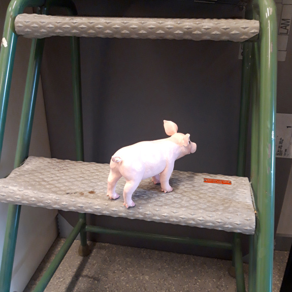 Grisen står på en stege.