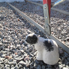 Katten sitter vid en spark.