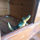 Krokodilen sitter i en hundkoja.