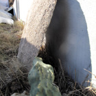 Krokodilen tittar på en sten lutad mot en husvägg.