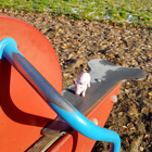 Grisen sitter på en gungbräda.