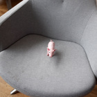 Grisen sitter i en fåtölj.