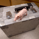 Grisen står på en silvrig väska.