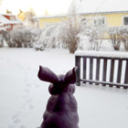 Kaninen tittar ut över en gård.