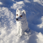 Fjällräven ute i snön.