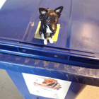 Hunden står på en soptunna.
